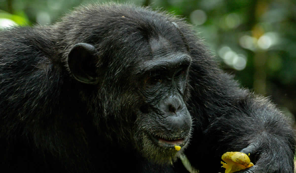 2 Days Kibale Chimpanzee Tracking Tour