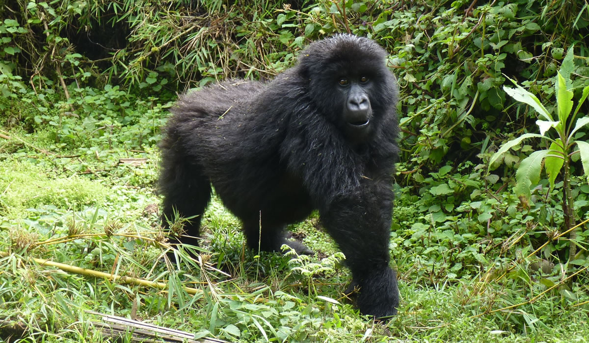 10 Days Combined Uganda, Rwanda, Kenya Tour