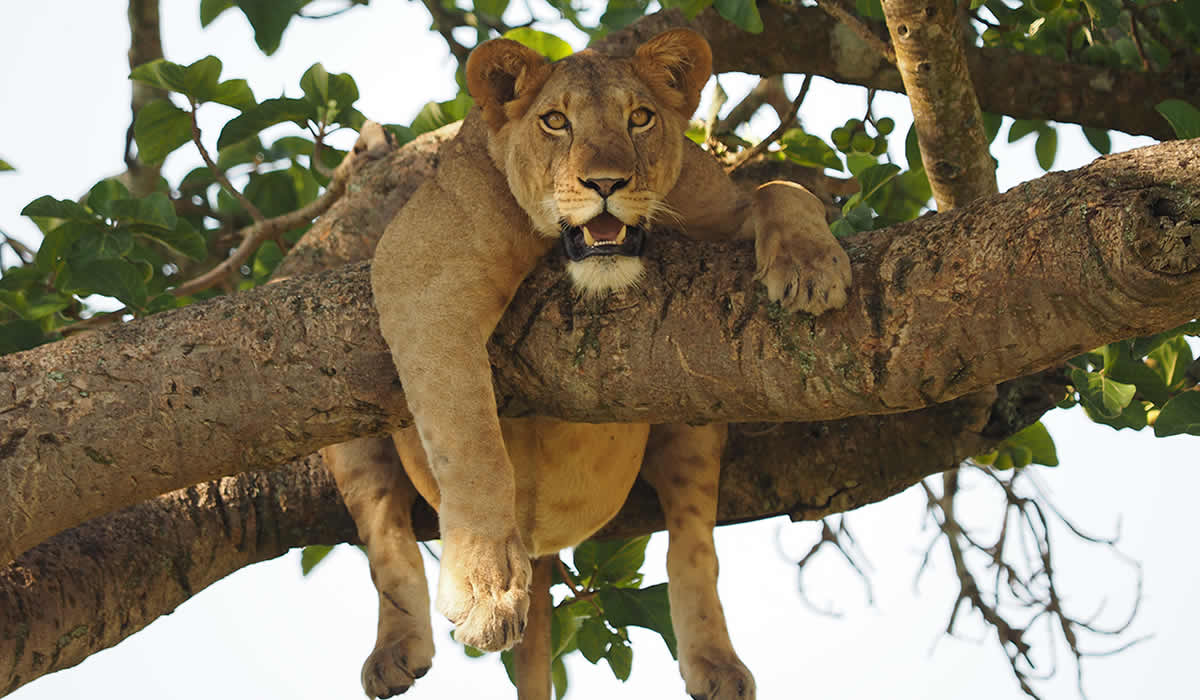2 Days Queen Elizabeth National Park Tour