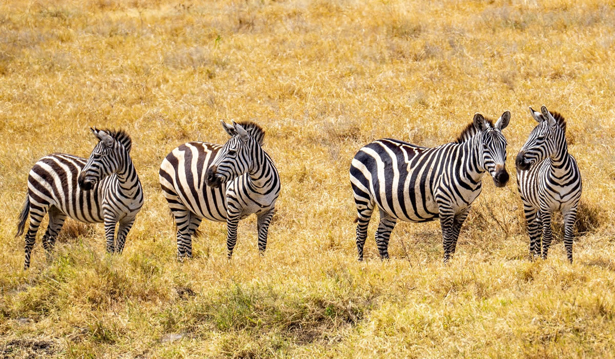 6 Days Kenya Wildlife and Honeymoon Tour