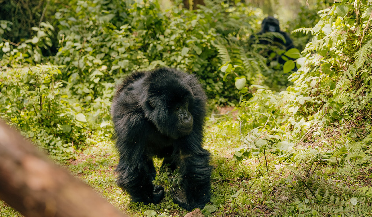 5 Days Rwanda Double Gorilla Trekking Experience
