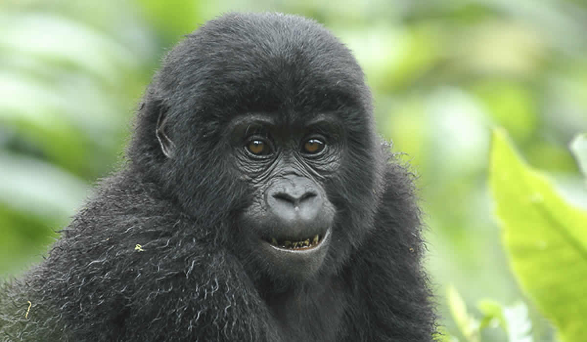 Bwindi Impenetrable National Park