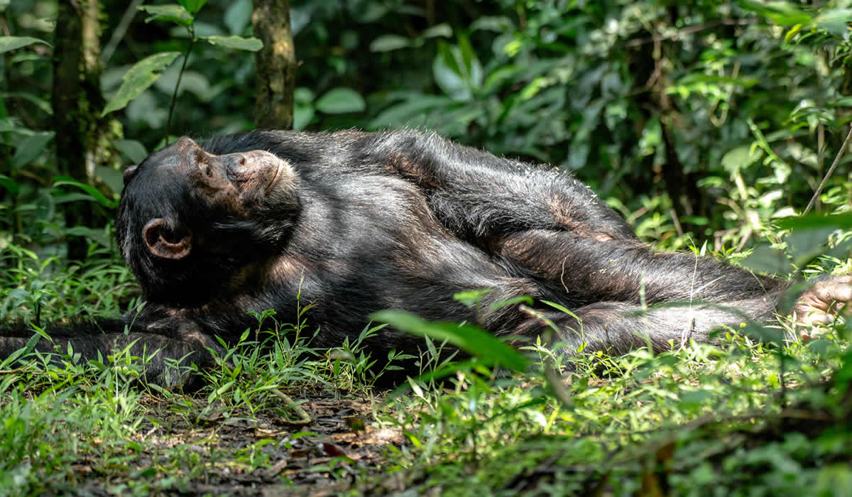9 Days Uganda & Rwanda Gorillas and Chimpanzees Tracking Safari