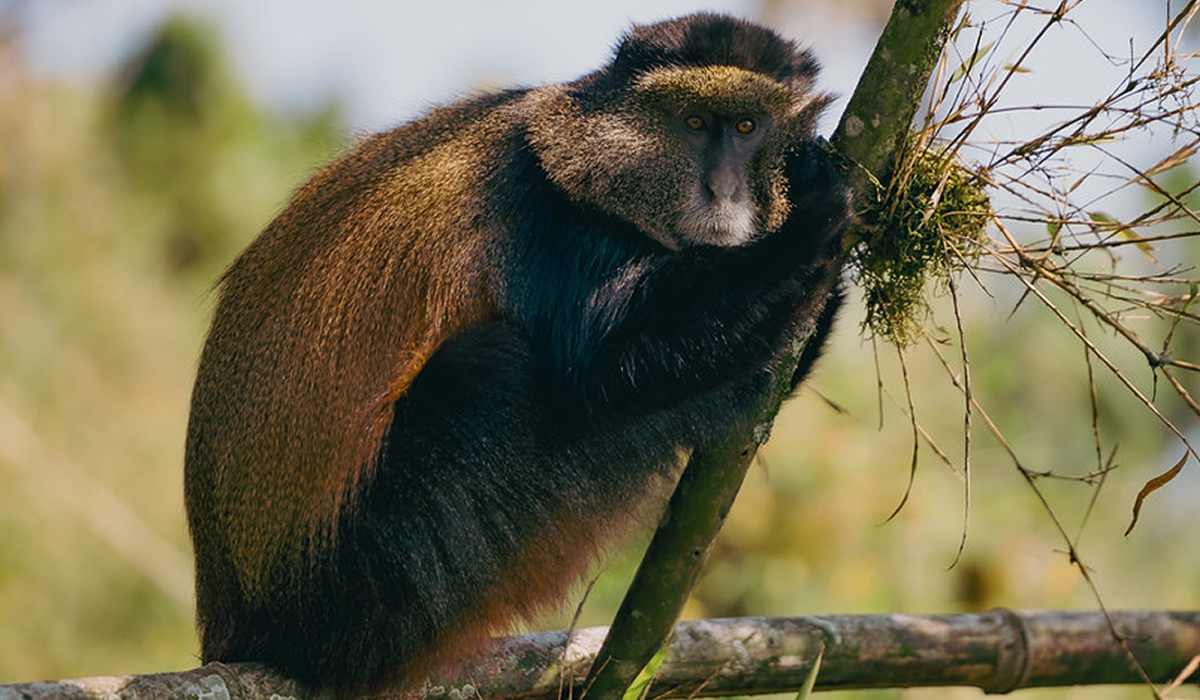 4 Days Rwanda Gorilla and Golden Monkey Trekking