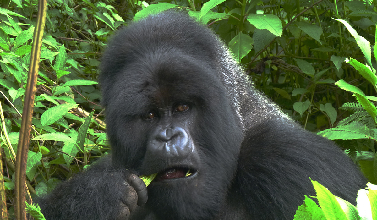 3 Days Rwanda Gorilla Trekking Safari
