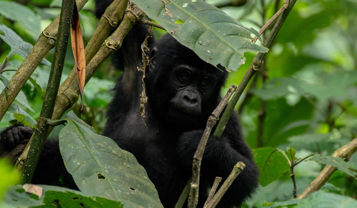 10 Days Uganda and Rwanda Gorilla Adventure Safari