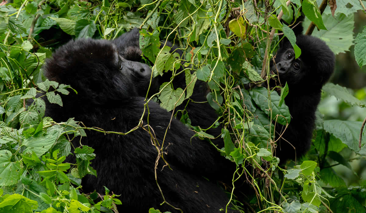 7 Days Uganda and Rwanda Safari