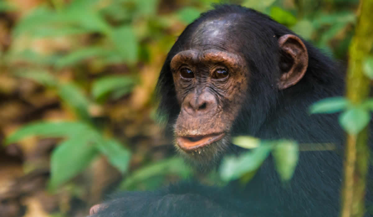 Kibale Forest National Park