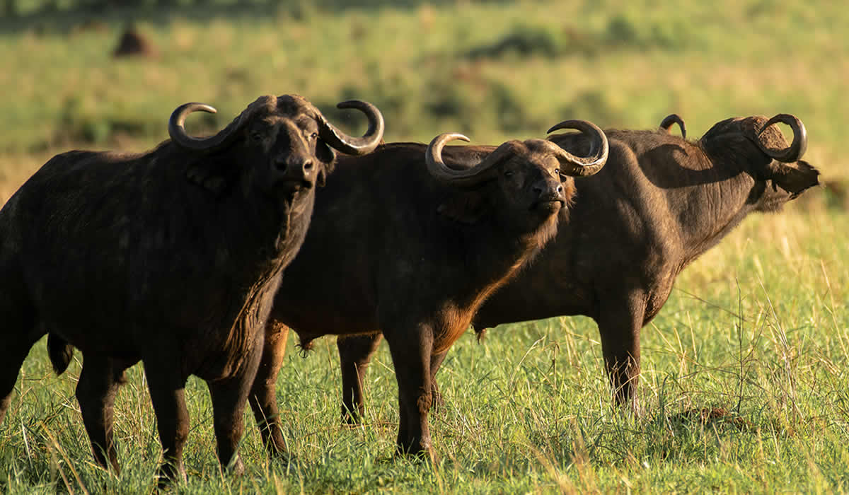 Kidepo Valley National Park