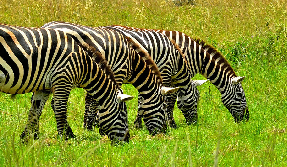 Lake Mburo National Park