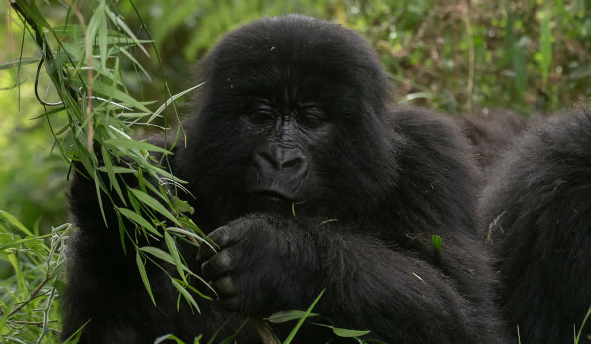 Mgahinga Gorilla National Park, Uganda National Parks
