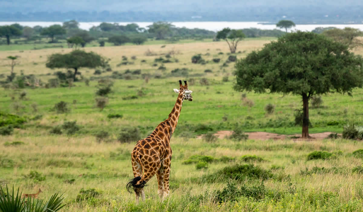 Murchison Falls National Park