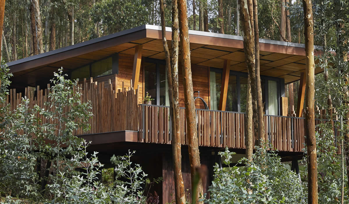 One & Only Gorilla’s Nest