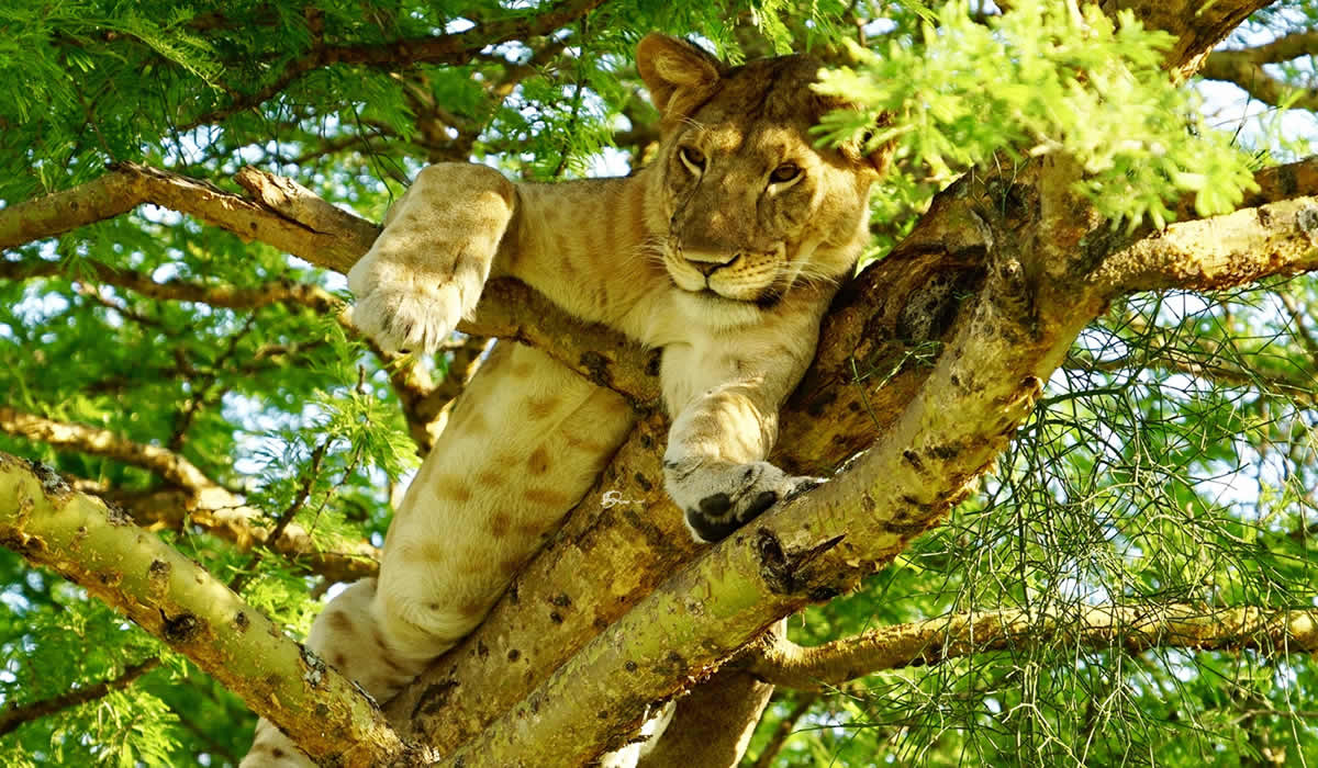 Queen Elizabeth National Park