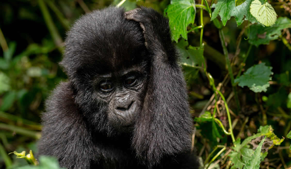 14 Days Rwanda and Uganda Safari