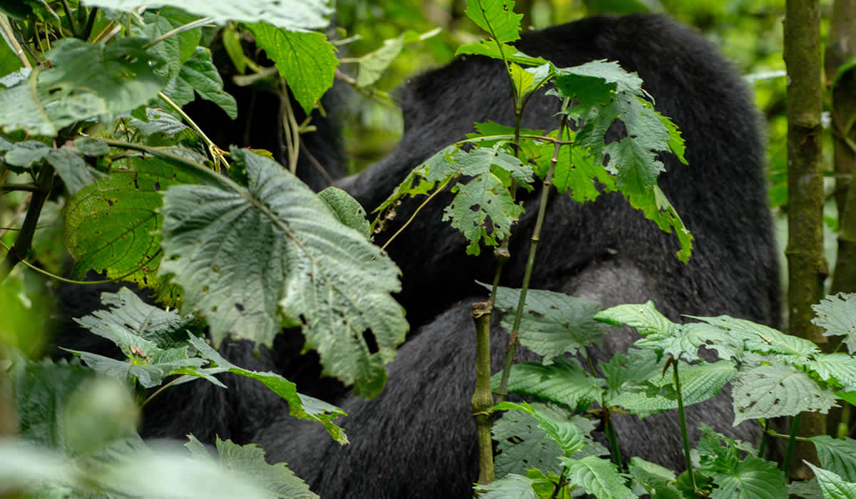16 Days Uganda Discovery, Primate Trekking & Rwanda Safari
